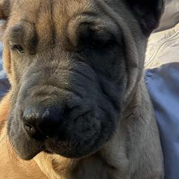 Cane Corso Puppies for Sale in Atlanta, ga