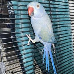 Female Indian Ringneck for Adoption in Brooklyn, ny