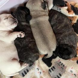 Pug Puppies Ready for Christmas in Kalkaska, mi