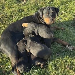 Rottweiler Puppies Available - 3 Males in Vanderbilt, PA in Pittsburgh, pa