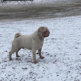 Pug Stud Milkshake Rocky Available for Breeding in La Crosse, wi