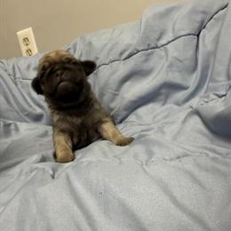 Fawn Puppy Arlo Ready for a Forever Home in La Crosse, wi