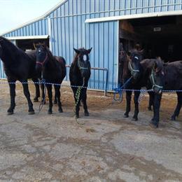 2 Year Old Black Colt and Yearlings for Sale in Holland, mi