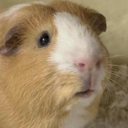 Male Guinea Pig Available in Burlington, NJ in Burlington, nj