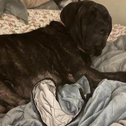 Cane Corso Puppies - 8 Weeks Old in Lexington, sc