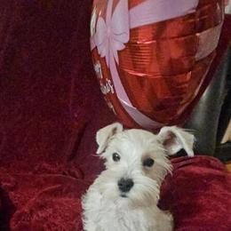Miniature Schnauzer Puppies Available in Hickory, nc