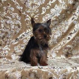 Yorkshire Terrier Puppy Tiny Kevin in Boones Mill, va