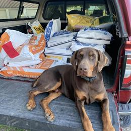 Doberman Puppies Coming This Summer in Lake Geneva, wi