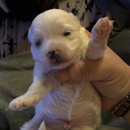 Male Maltese Puppy Ready Mid March in Russell Springs, ky