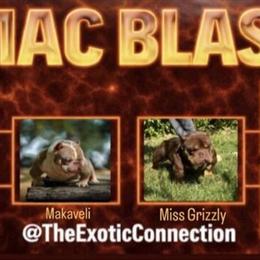 Exotic American Bully Male for Sale in Concord, ca