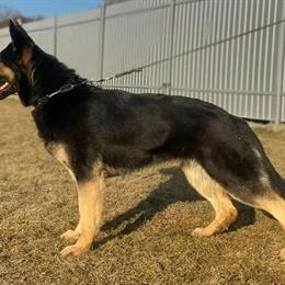 German Shepherd Puppies from Working Line Available in Mount Airy, nc