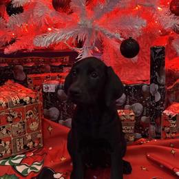 AKC Doberman Puppies - Solid Melanistic Black and Red, Ready Now in Kenansville, nc