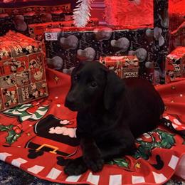 Doberman Puppies Available - AKC Registered, 9 Weeks Old in Kenansville, nc