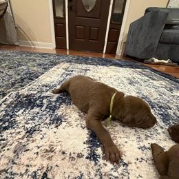 Doberman Puppies - 9 Weeks Old with Full AKC Registration in Kenansville, nc