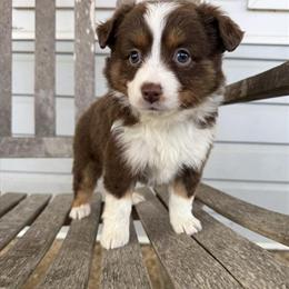 Miniature Australian Shepherds in Merle and Tricolor in Tuscaloosa, al