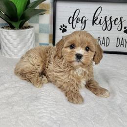 Cavapoo Puppies Ready for Forever Homes in Franklin, in