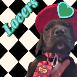 Daniff puppies available - Great Dane and English Mastiff mix in Lorain, oh