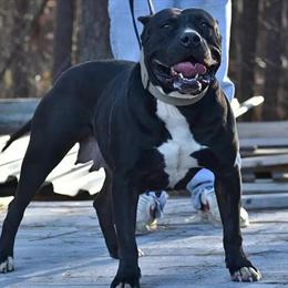 Beautiful Female American Bully Available in Washington, dc