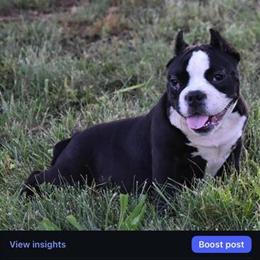 Ear Cropping Services for Puppies in Washington, dc