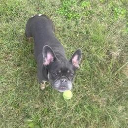 Female French Bulldog Available in Nashville, tn