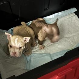 Male Micro Bully Available in Philadelphia, pa