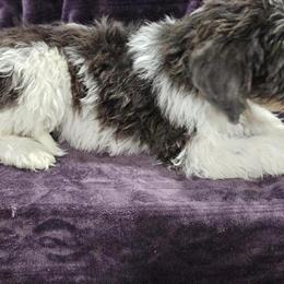 F1BB Medium Goldendoodles Ready for Forever Homes in Harlan, in