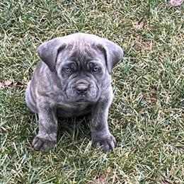 Cane Corso Puppies Available for Responsible Owners in Coatesville, pa