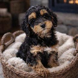 Mini Bernedoodle Females Available in Rochester, mn