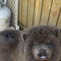 Blue Female Chow Chow Available in Charlotte, nc