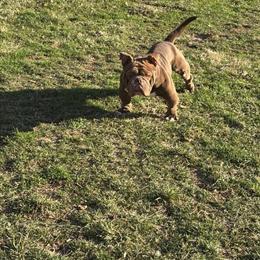 17 Month Male Bull for Sale in Philadelphia, pa