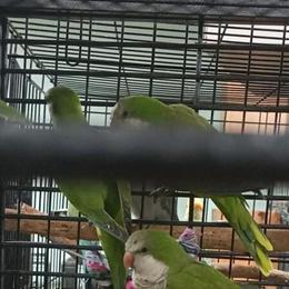 Green Quaker Bird for Sale in Windsor Mill, md