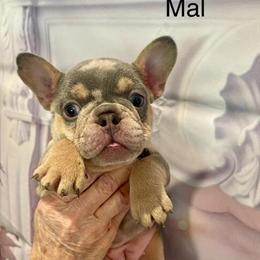 French Bulldog Puppies Available in Michigan in Lansing, mi