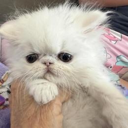 Persian White Kitten Ready After February 17 in Palm Coast, fl