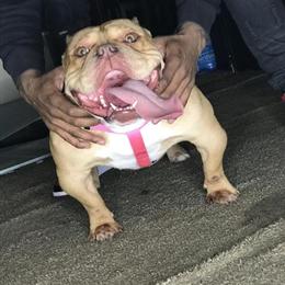 4 Year Old Female American Pit Bull Terrier for Adoption in Philadelphia, pa