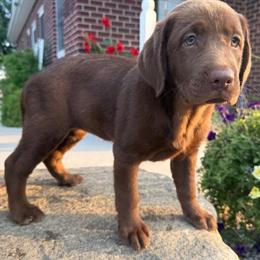Golden Retriever and Labrador Puppies Available in Richmond, va