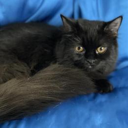 Himalayan Kittens Ready for New Homes in Rockford, il