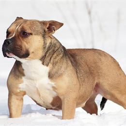 American Bully Female Ready to Breed in Mount Pleasant, mi