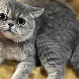 Scottish Straight Cats - One Year Old and Ready for a New Home in Rockford, il