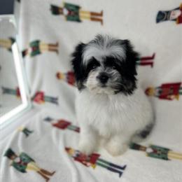 Shih Tzu Pomeranian Mix Puppies Available Now in Saginaw, mi