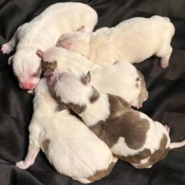 American Bully Puppies Available from Nova x Kane in Greenwood, sc