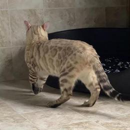 Adult Male Mink Bengal with Breeding Rights Available for Rehome in Roanoke, va