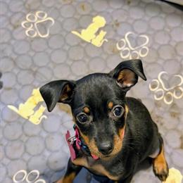 Miniature Pinscher Female Pup Ready for Valentine's Day in Bear, de