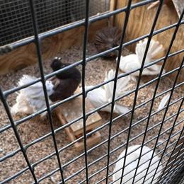 Serama Chickens and Pigeons for Sale in New Britain, ct