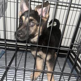 German Shepherd Puppy for $100 in Richmond, va