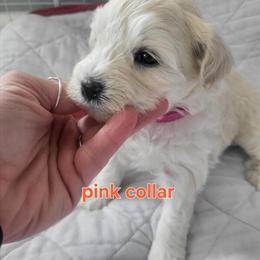 Mini-Toy Schnoodles Available with Vaccinations in Burnsville, nc