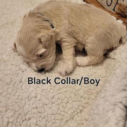 Mini-Toy Schnoodles for Adoption in Burnsville, nc