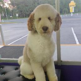 Standard Poodle Stud Service Available in Ocala, fl