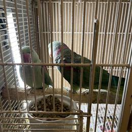 Alexandrine and Ringneck Breeder Birds Available in Chicago, il