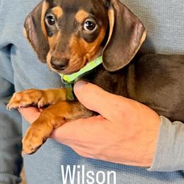 CKC Registered Miniature Dachshund Puppy Wilson in Winston-Salem, nc