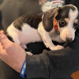 Miniature Dachshund Mr. Jenkins Available for Adoption in Winston-Salem, nc